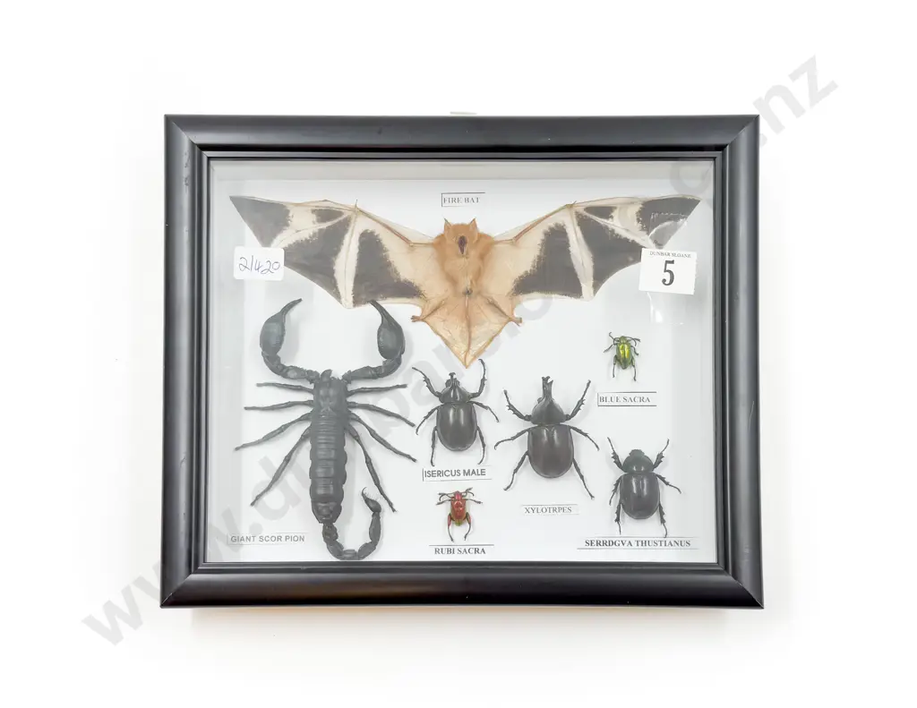Small Taxidermy Display Image 1++