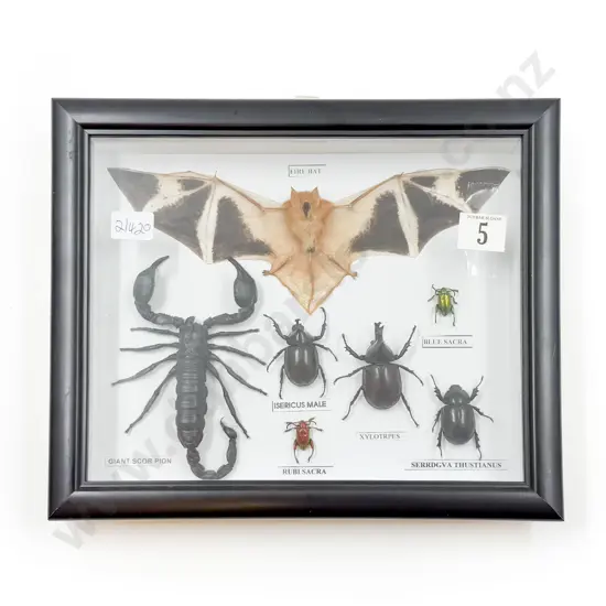 Small Taxidermy Display