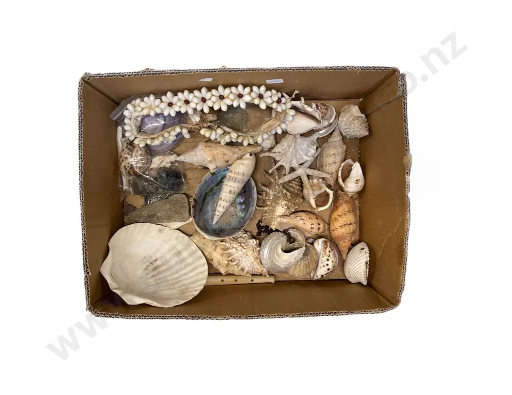 Box Quantity of Assorted Shells Image 1++