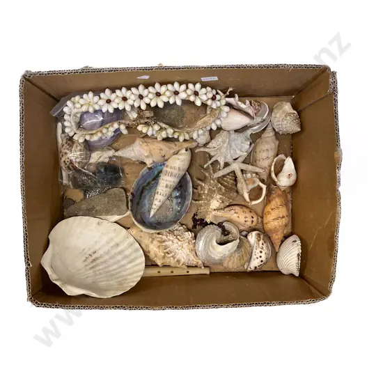 Box Quantity of Assorted Shells