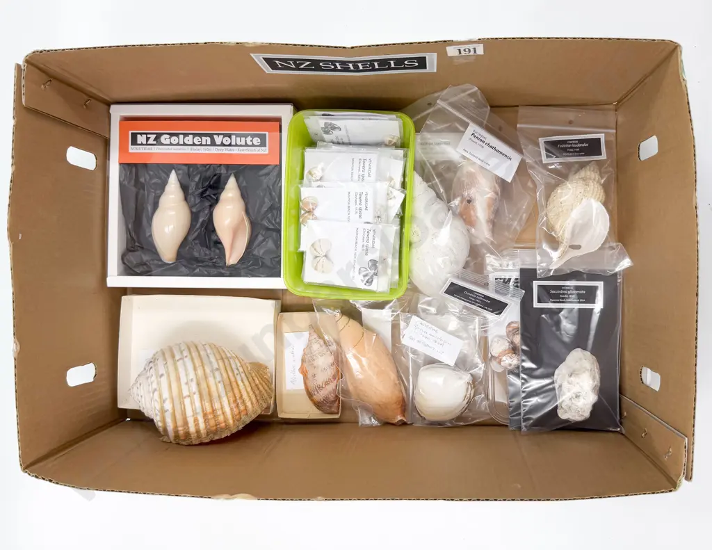 Collection of NZ Shells Image 1++