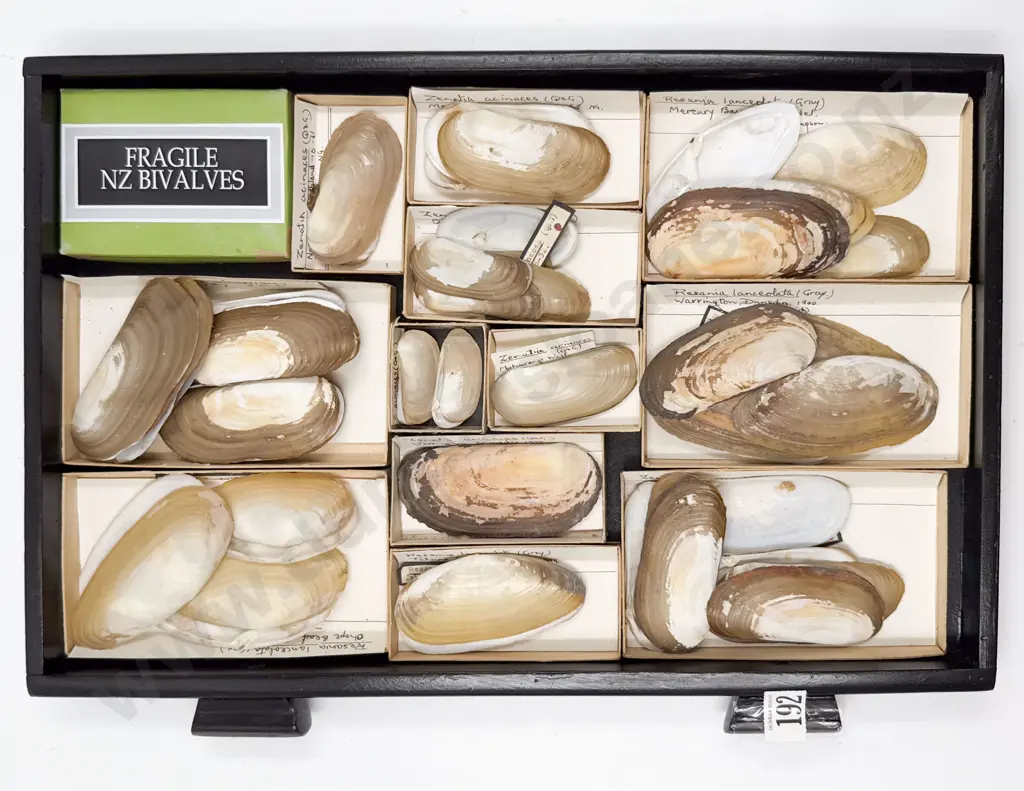 Collection of NZ Bivalves Image 1++