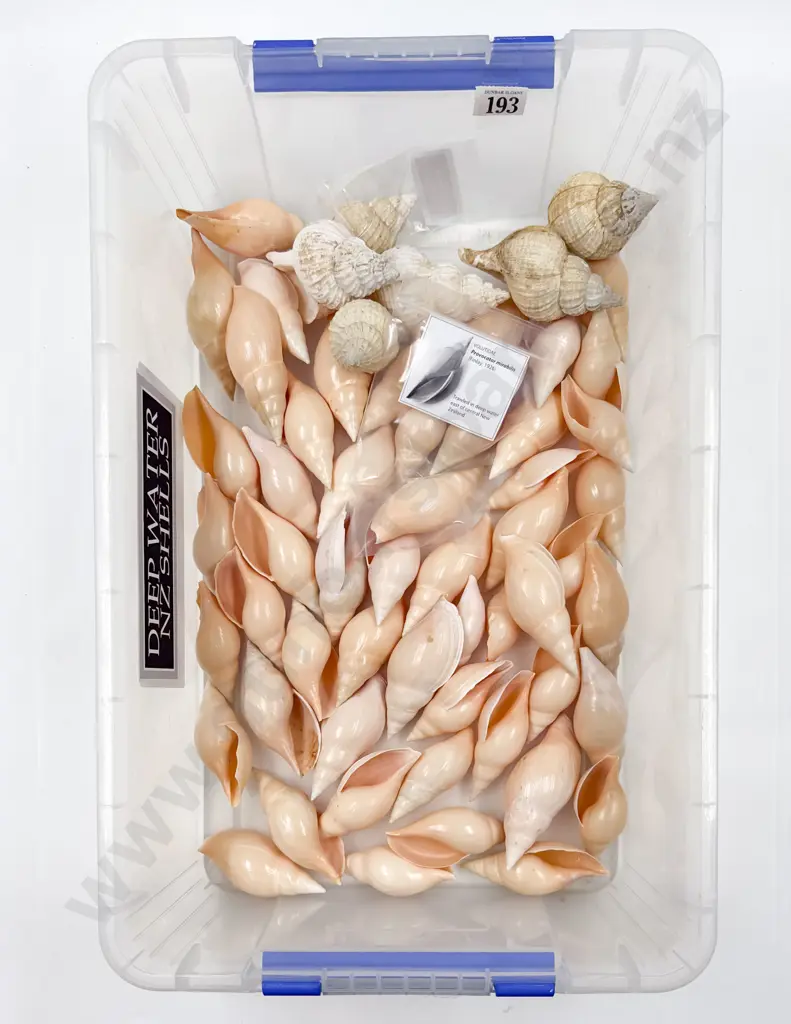Collection of NZ Deepwater Shells Image 1++