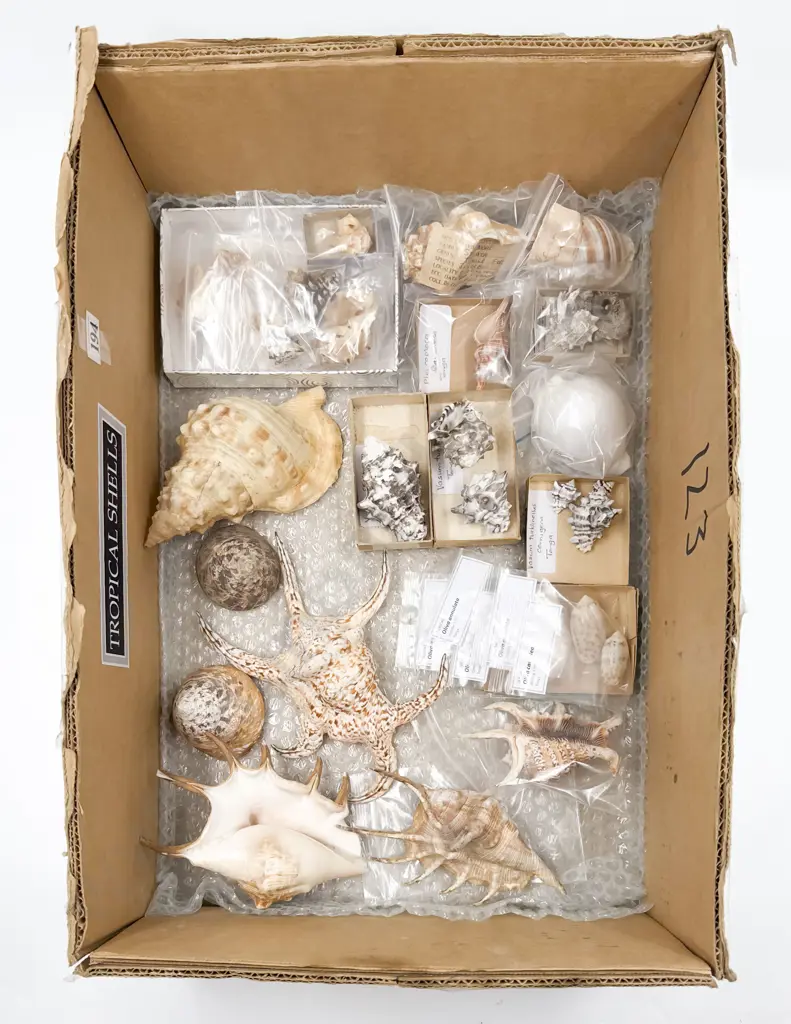 Collection of Tropical Shells Image 1++