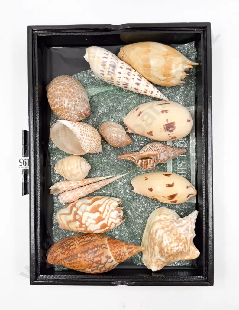 Collection of Tropical Shells Image 1++