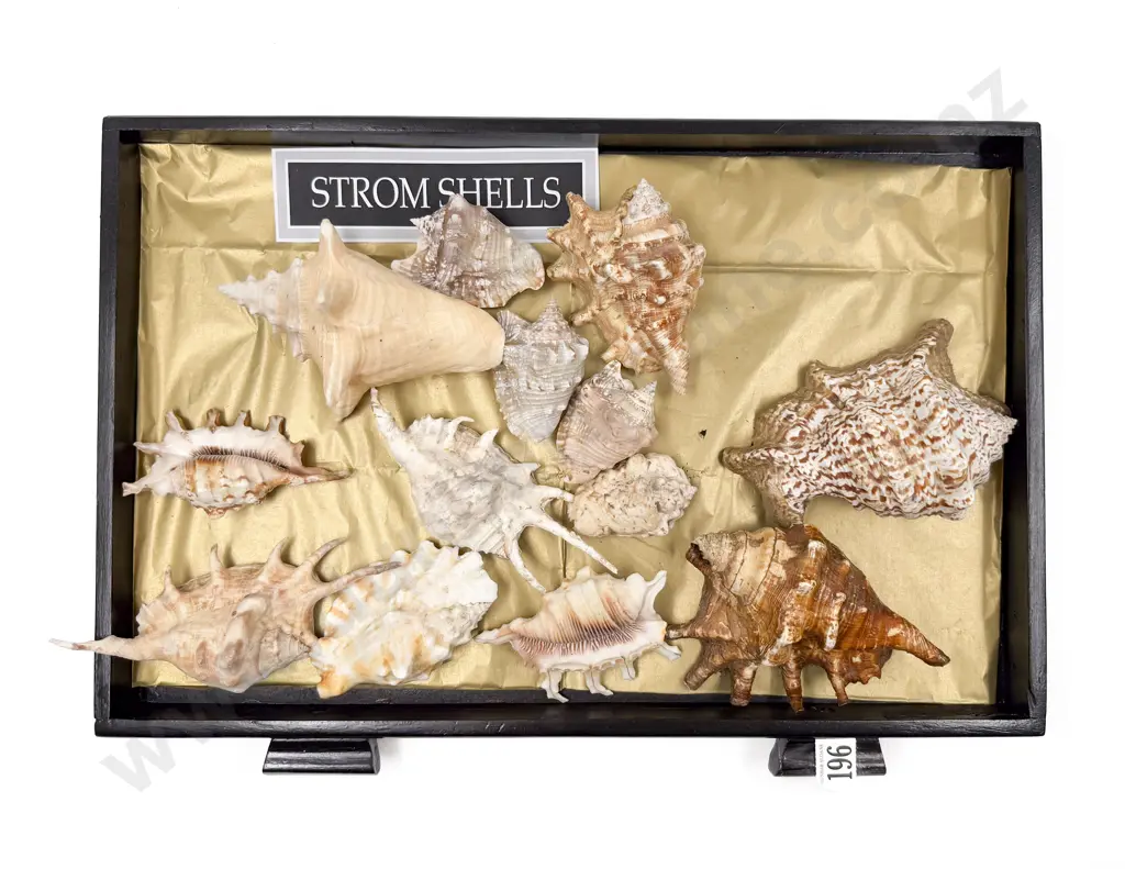 Collection of Storm Shells Image 1++