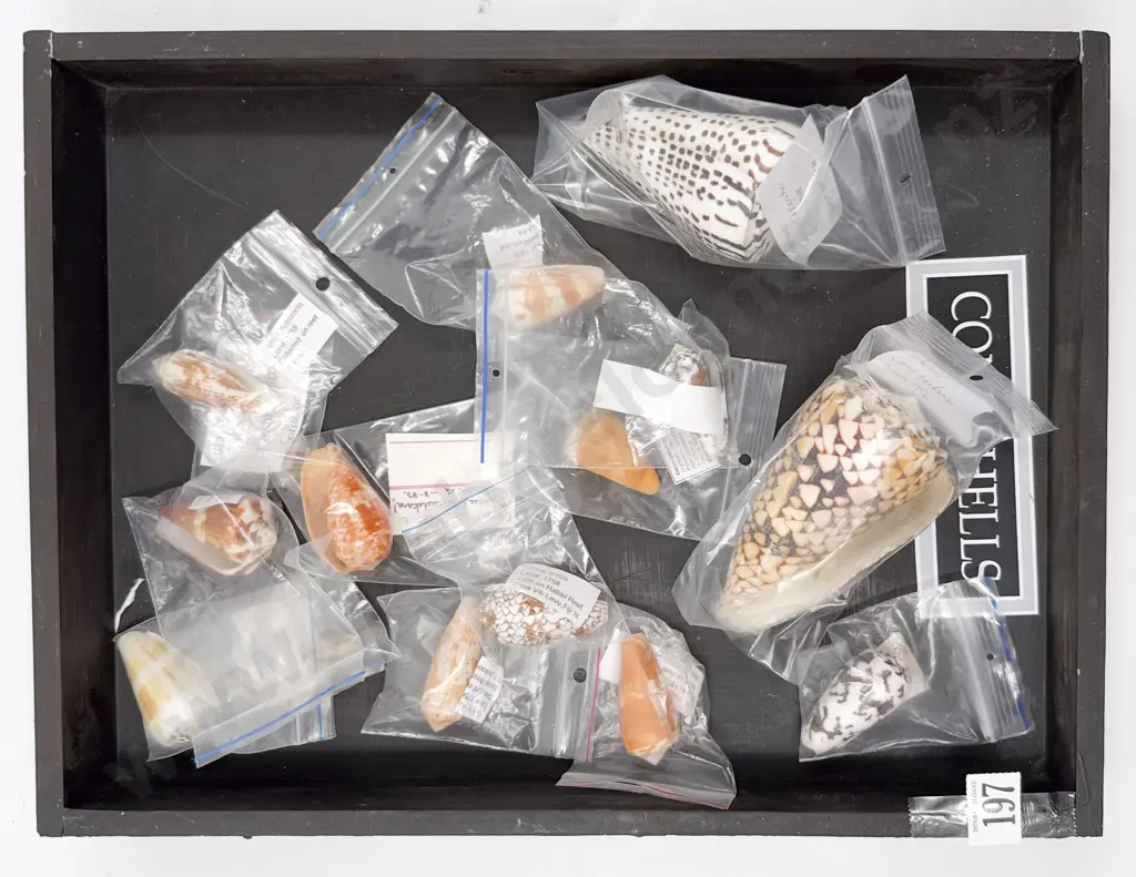 Collection of Cone Shells Image 1++