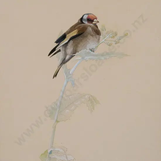 Russell M Jackson (b 1947) - Goldfinch