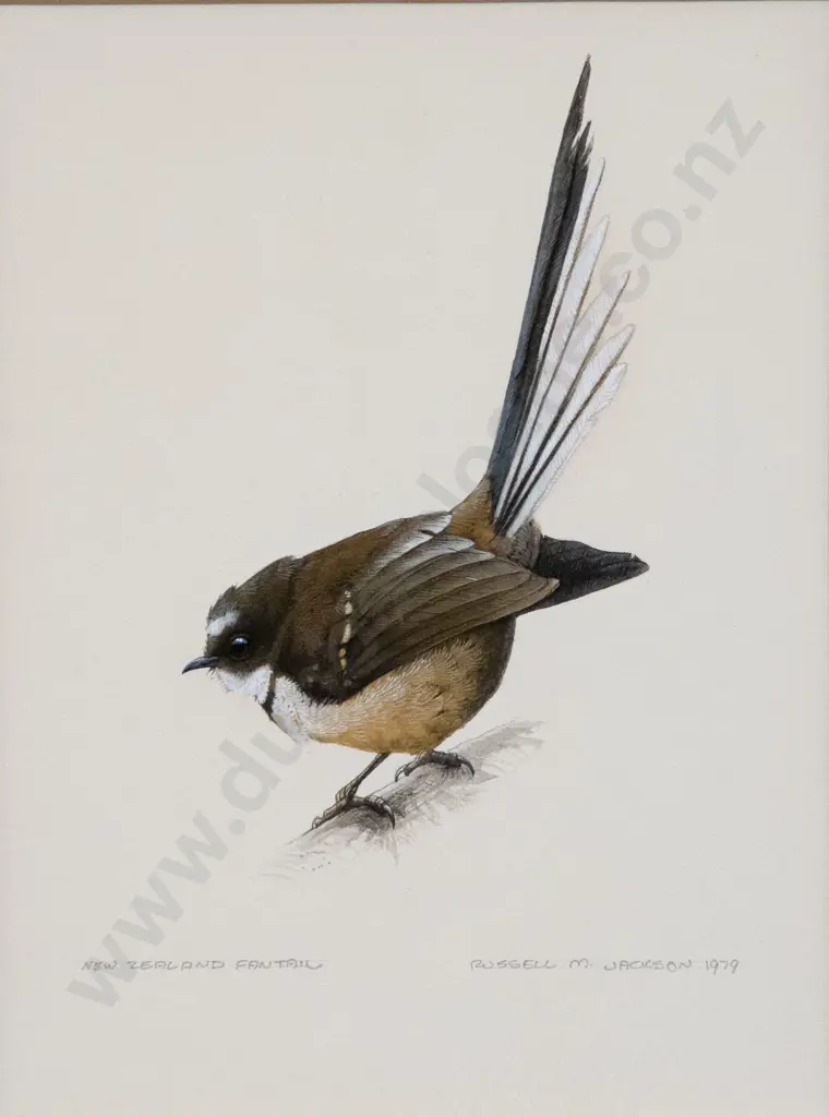 Russell M Jackson (b 1947) - New Zealand Fantail Image 1++