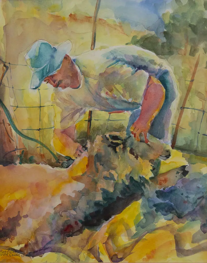 Barbara von Seida - Sheep Shearing in Coromandel Image 1++