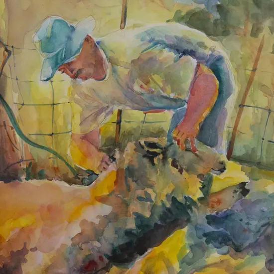 Barbara von Seida - Sheep Shearing in Coromandel