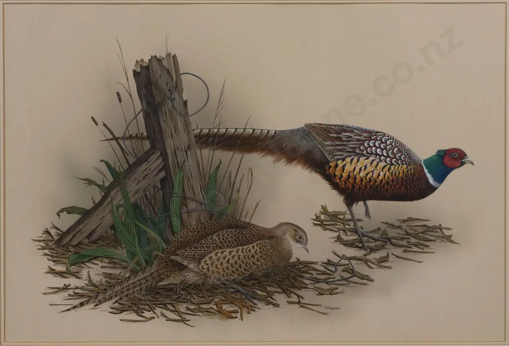 Janet Marshall (b 1947) - Pheasants Image 1++