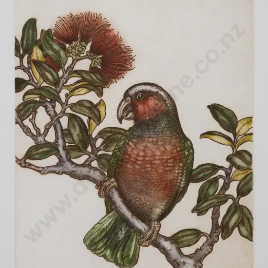 Mary E Taylor (b 1948) - New Zealand Heritage I: Kaka