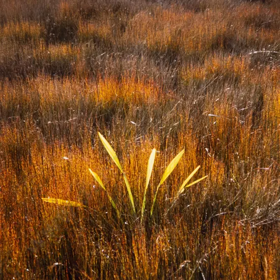 Julia Brooke-White - Pauahatanui