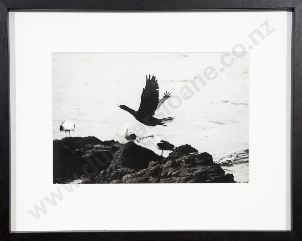 Unknown Artist - Bird in Flight Image 1++