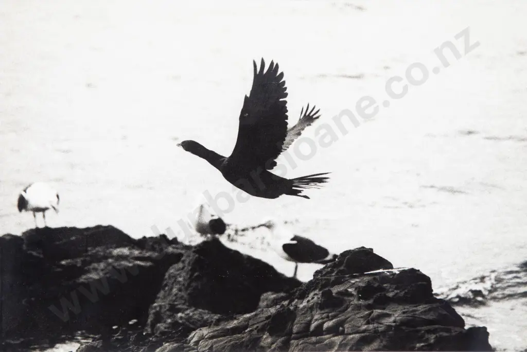 Unknown Artist - Bird in Flight Image 1++