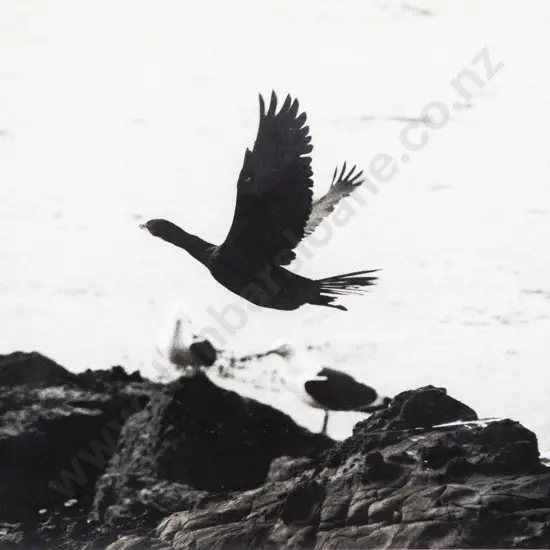 Unknown Artist - Bird in Flight