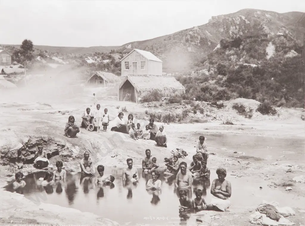 Muir & Moodie - In the Ngawhas Whakarewarewa Image 1++