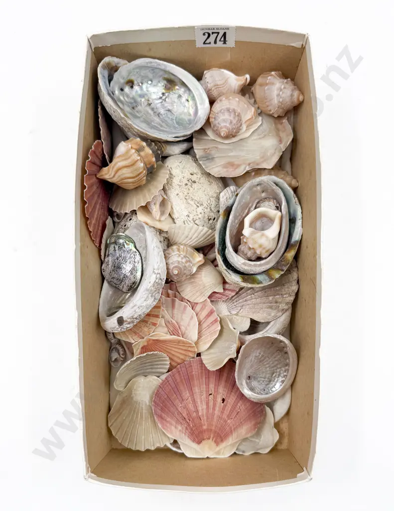 Small Quantity of Assorted Shells Image 1++
