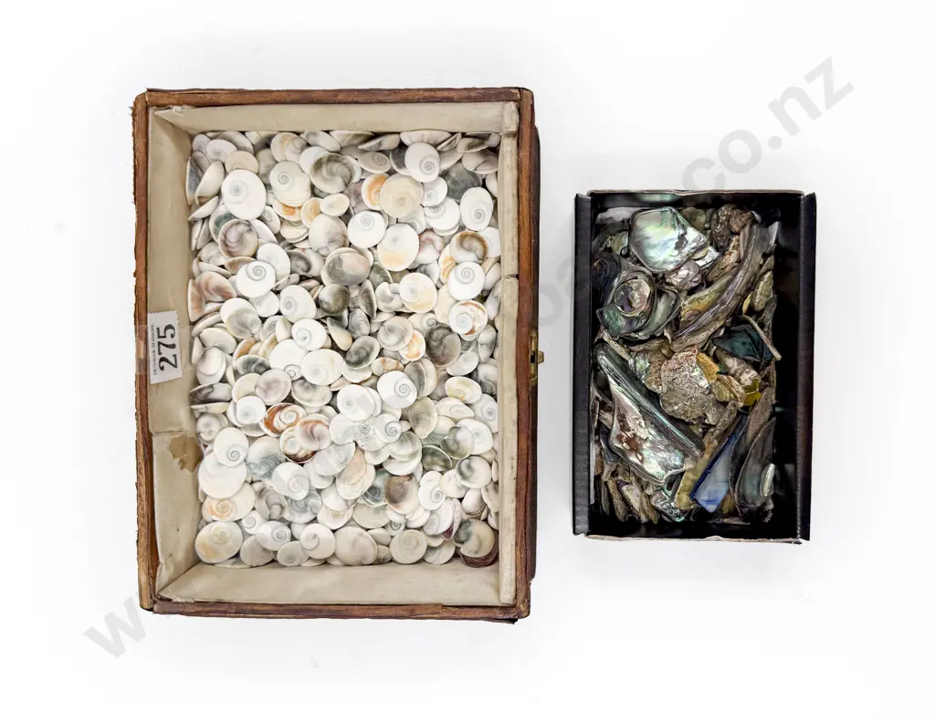 Quantity of Assorted Cat's Eyes Shells & Paua Pieces Image 1++