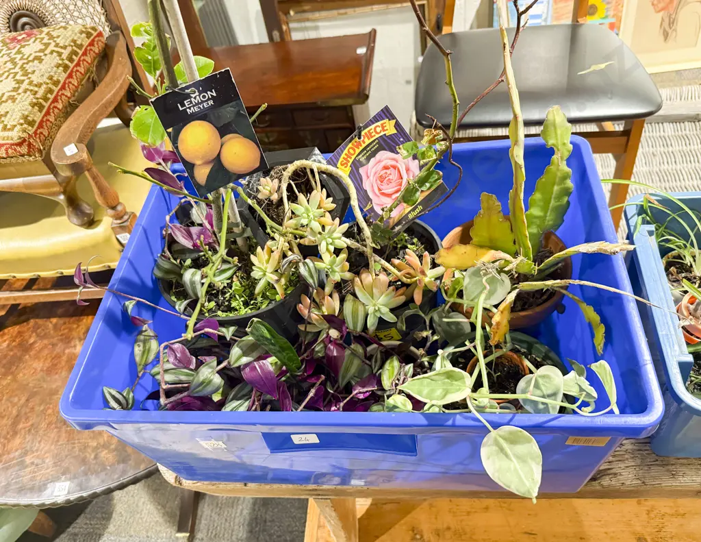Quantity of Assorted House Plants Image 1++