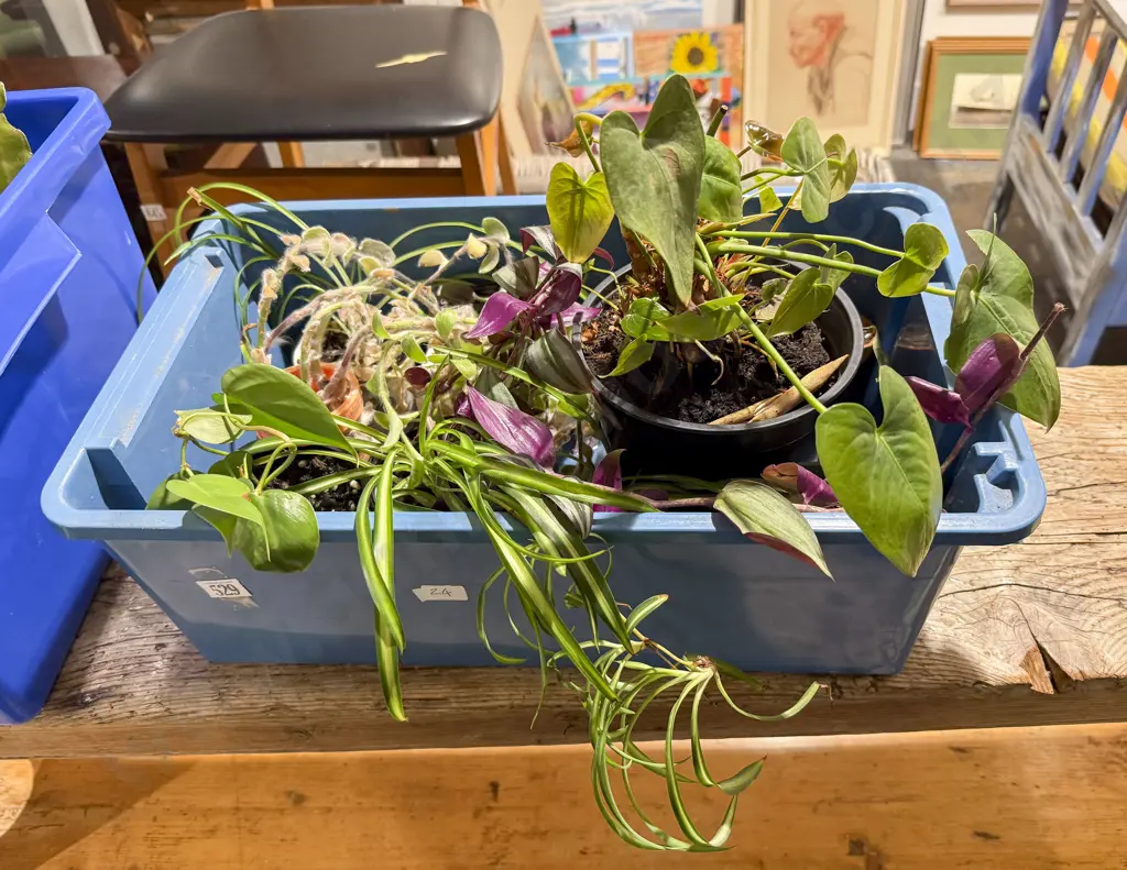 Quantity of Assorted House Plants Image 1++