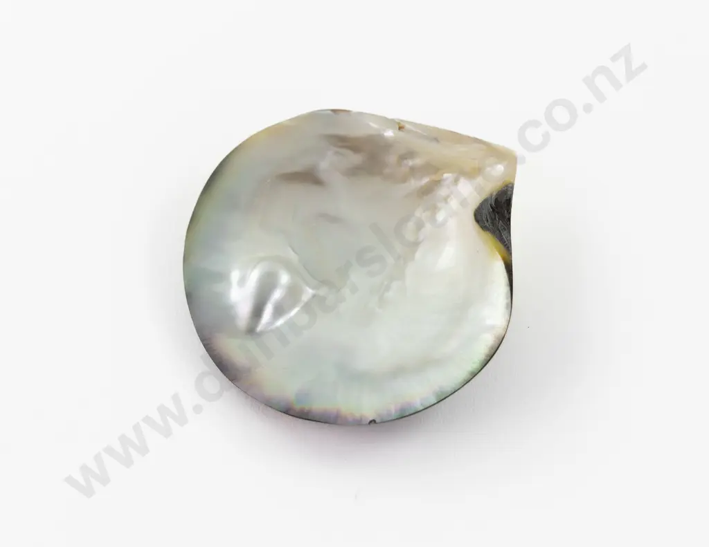 Mabe Blister Pearl and Black Cultured Pearl Shell Image 1++
