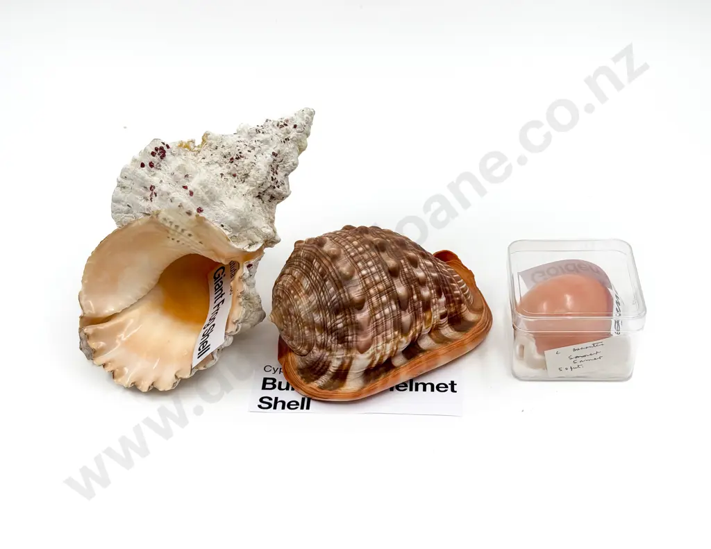 Giant Frog Shell together with Bullmouth Helmet Shell & Other Image 1++