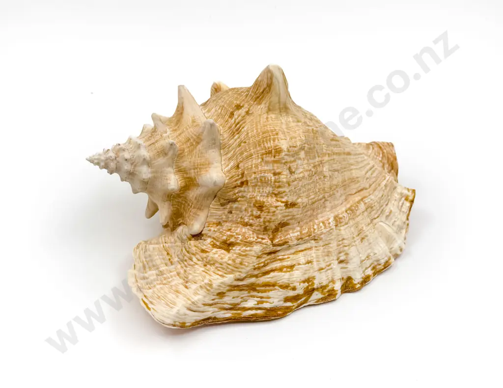 Queen Conch Shell Image 1++