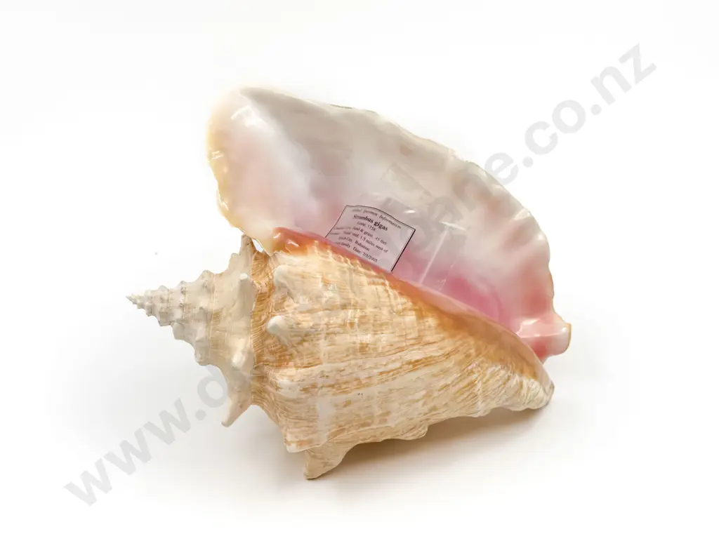 Queen Conch Shell Image 1++