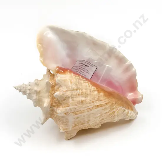 Queen Conch Shell