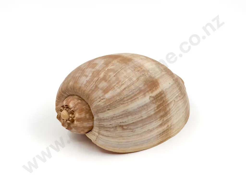 Crowned Baler Shell Image 1++