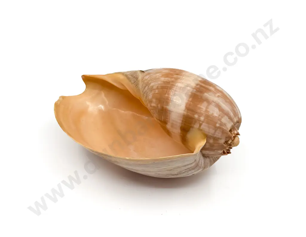 Crowned Baler Shell Image 1++
