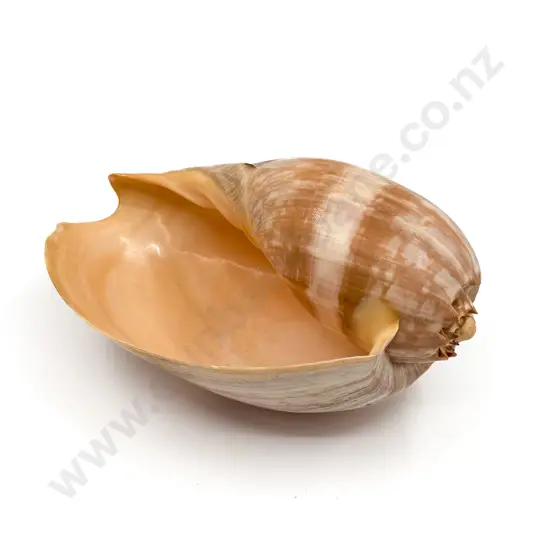 Crowned Baler Shell