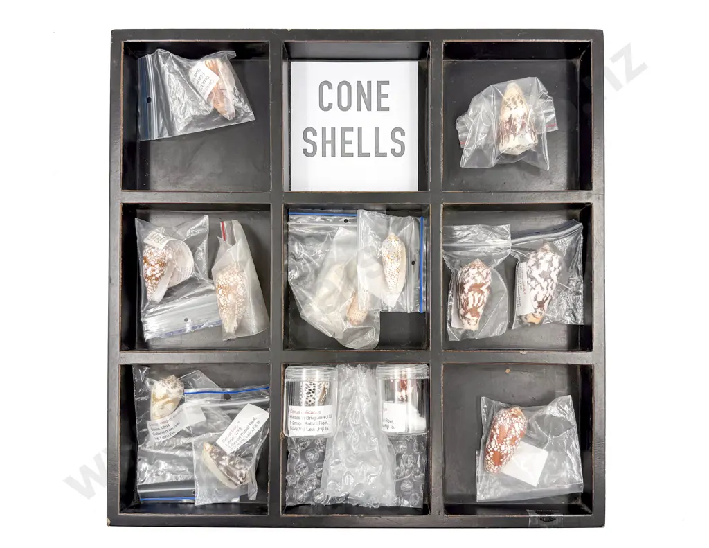 Collection of Assorted Cone Shells in Tray Image 1++