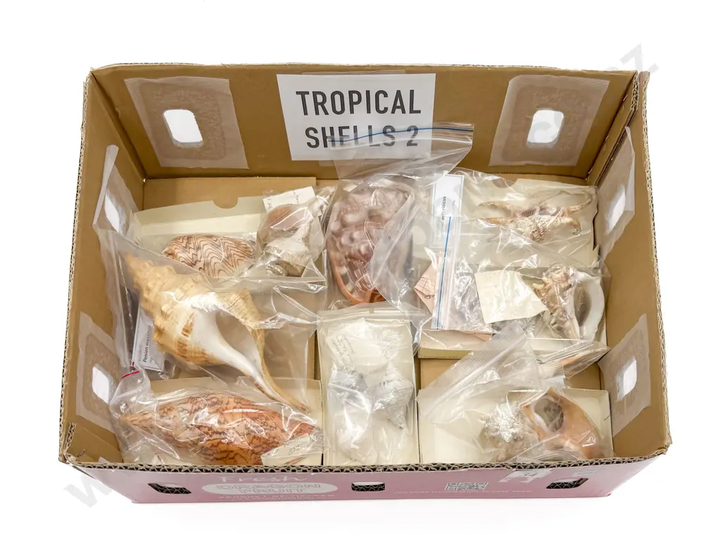 Collection of Assorted Tropical Shells Image 1++