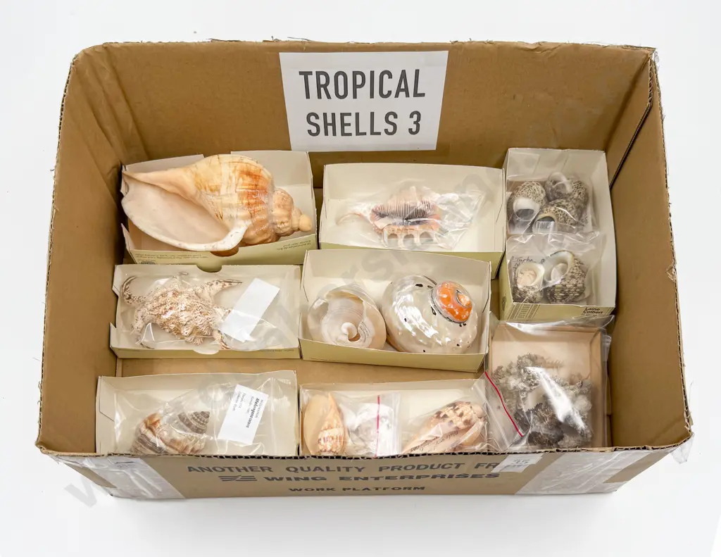Collection of Assorted Tropical Shells Image 1++