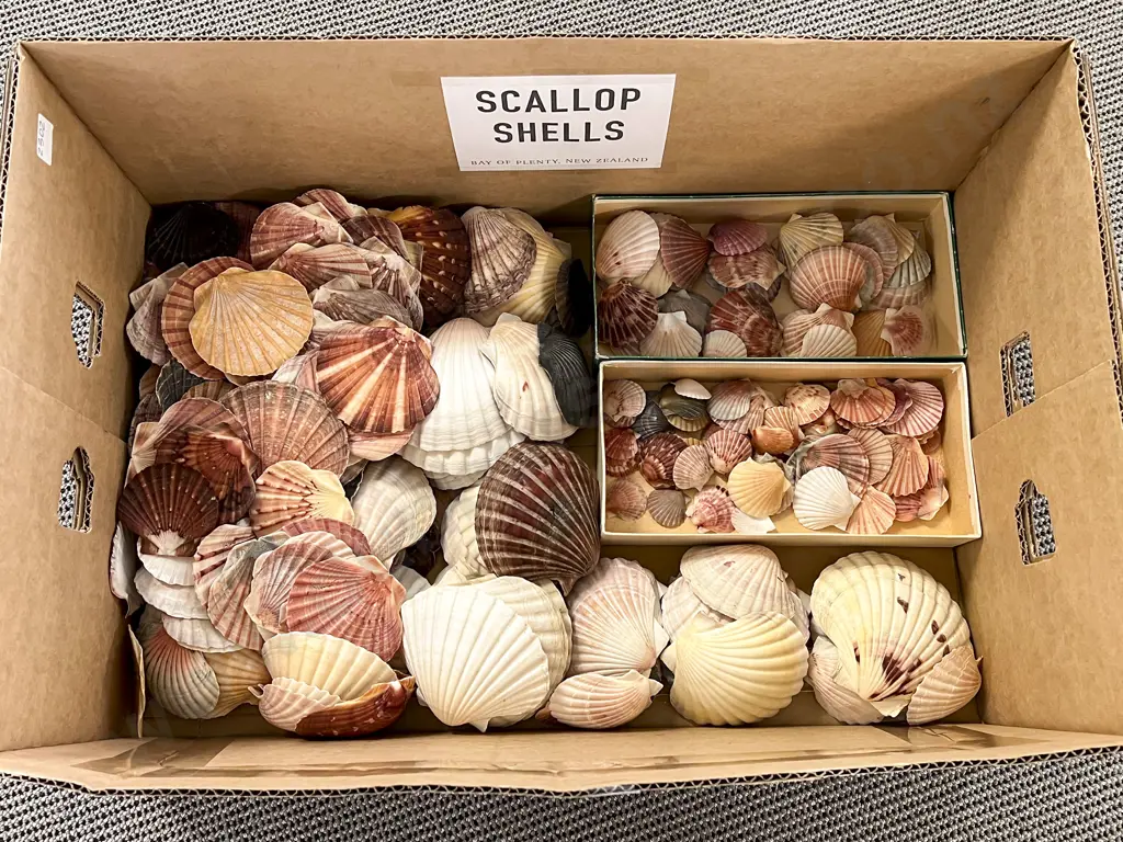 Box Quantity of Assorted Scallop Shells Image 1++