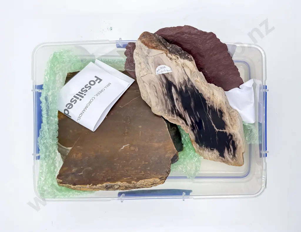 Two Pieces of Fossiled Wood together with Red Rocks Specimen Image 1++