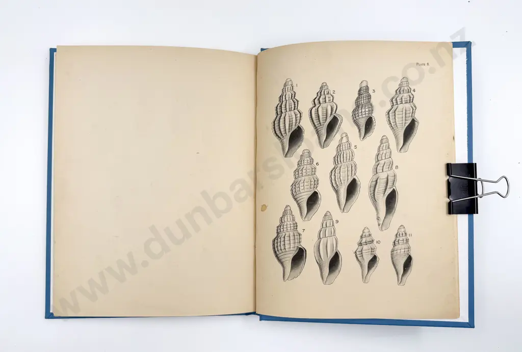 NZ Reference Book - Family Turridae Image 1++
