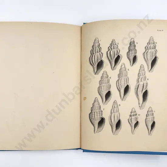 NZ Reference Book - Family Turridae