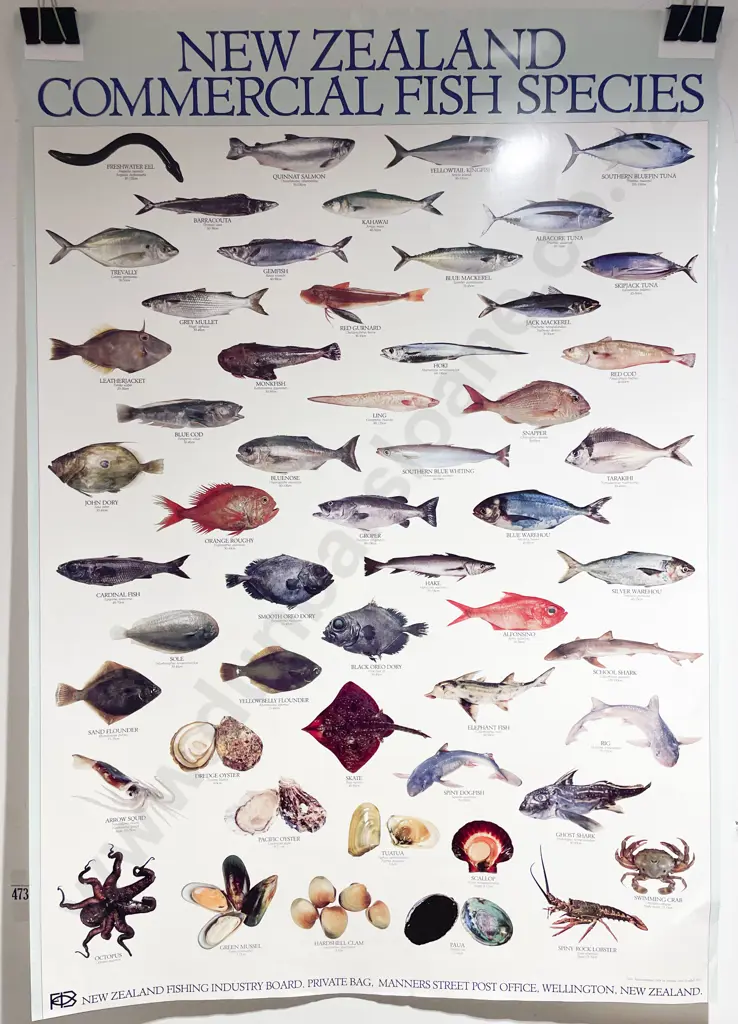Kiwiana NZ Commercial Fish Species Poster Image 1++