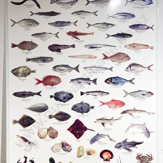 Kiwiana NZ Commercial Fish Species Poster