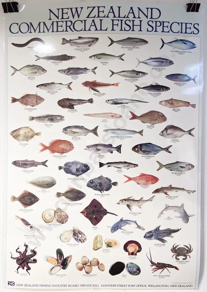 Kiwiana NZ Commercial Fish Species Poster Image 1++