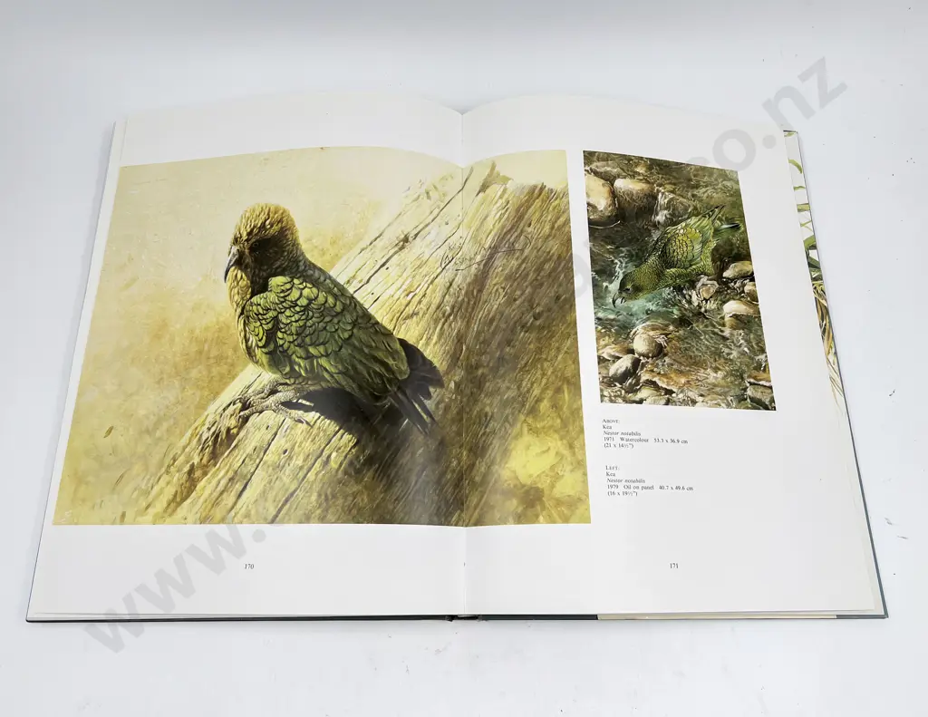 NZ Birds by Raymond Ching Image 1++