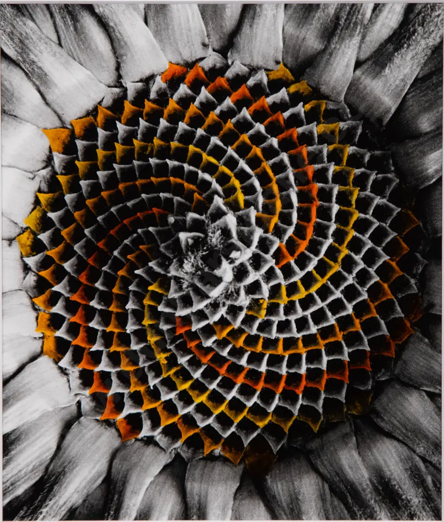 Grant Douglas - Sunflower Image 1++
