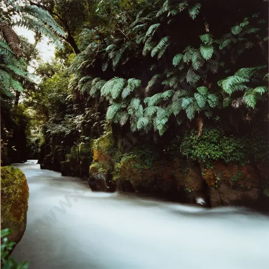 Unknown Photographer - Ferns by the River