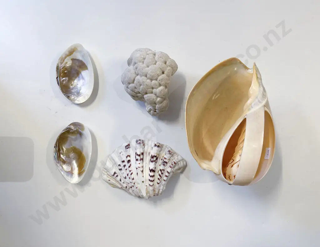 Quantity of Assorted Decorative Shells & Large Coral Piece Image 1++