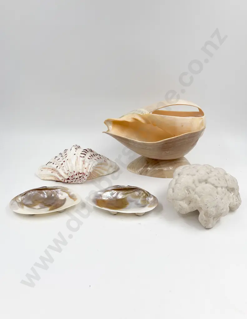Quantity of Assorted Decorative Shells & Large Coral Piece Image 1++