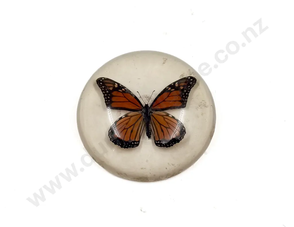 Large Butterfly Display Paperweight Image 1++